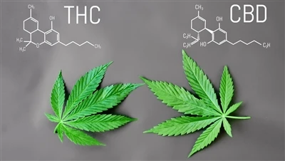 THC va CBD o'rtasidagi farq nima?
