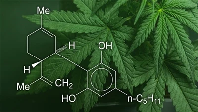 CBD, marixuana va kenevir: Ushbu nasha mahsulotlari o'rtasidagi farq nima va ...