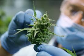 CBD sovutish mushak jelidan qanday foydalanish kerak
