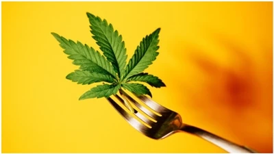 CBD Tez-tez so'raladigan savollar