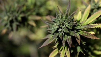 Endokannabinoid tizimi nima? (ECS)