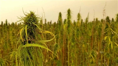CBD haqidagi so'nggi yangiliklar: Kanadaning nasha kompaniyalari AQSh kanopi ...