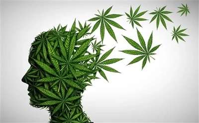 Optimal foyda olish uchun CBD moyidan qanday foydalanish kerak: to'liq qo'lla...